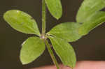 Hairy bedstraw